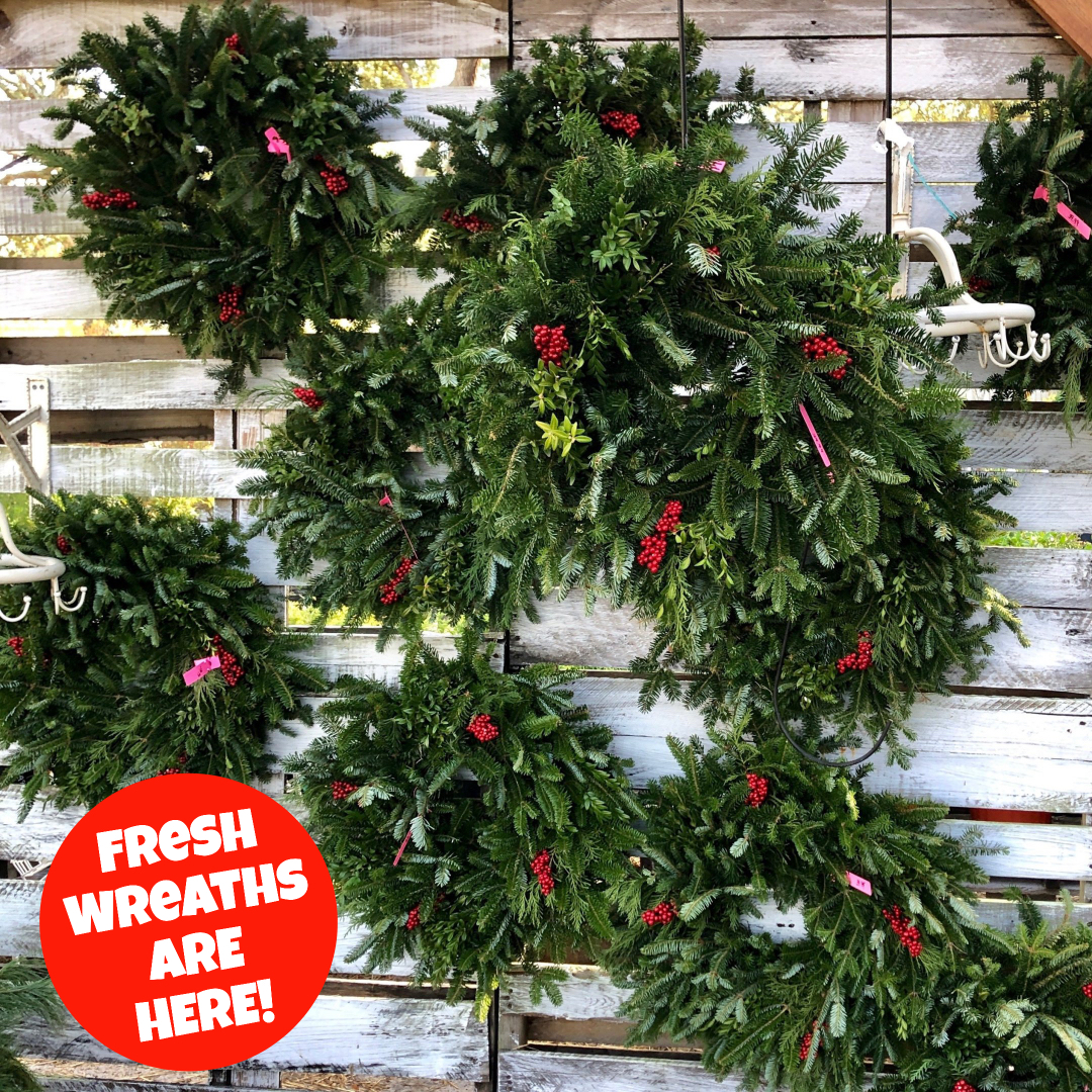 Fresh wreaths and garland are here!! Let's deck those halls!

#christmasiscoming #freshwreaths #holidaygreens #christmasgoals #keepitlocal #christmasgifts #southportnc #brunswickbeachesnc #southportncgardencenter #allinbloomsouthport