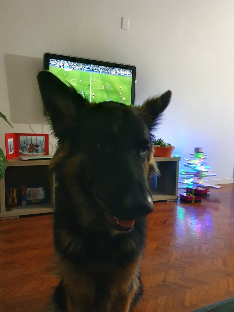 JSigalho's tweet photo. "Look at me. Didn't you see me? Look at me..Alright." #Azgo #Maputo #GermanShepherd https://t.co/jhNm3mKcL0