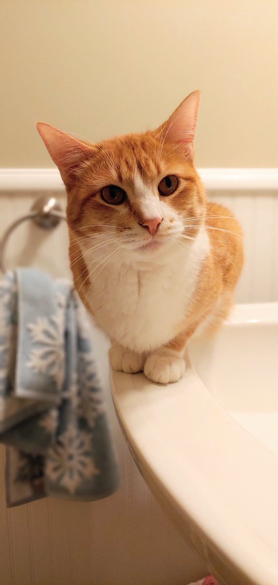 AaronFarber's tweet photo. Fact: He proudly drinks from a “World’s Sweetest Jerk” coffee mug when not drinking from trickling sinks (that you forget to turn off bc he won’t drink in front of an audience...so you must leave the room and totally forget you left a faucet running for hours). #Remy #NoBowls https://t.co/jKkOgx3mAq