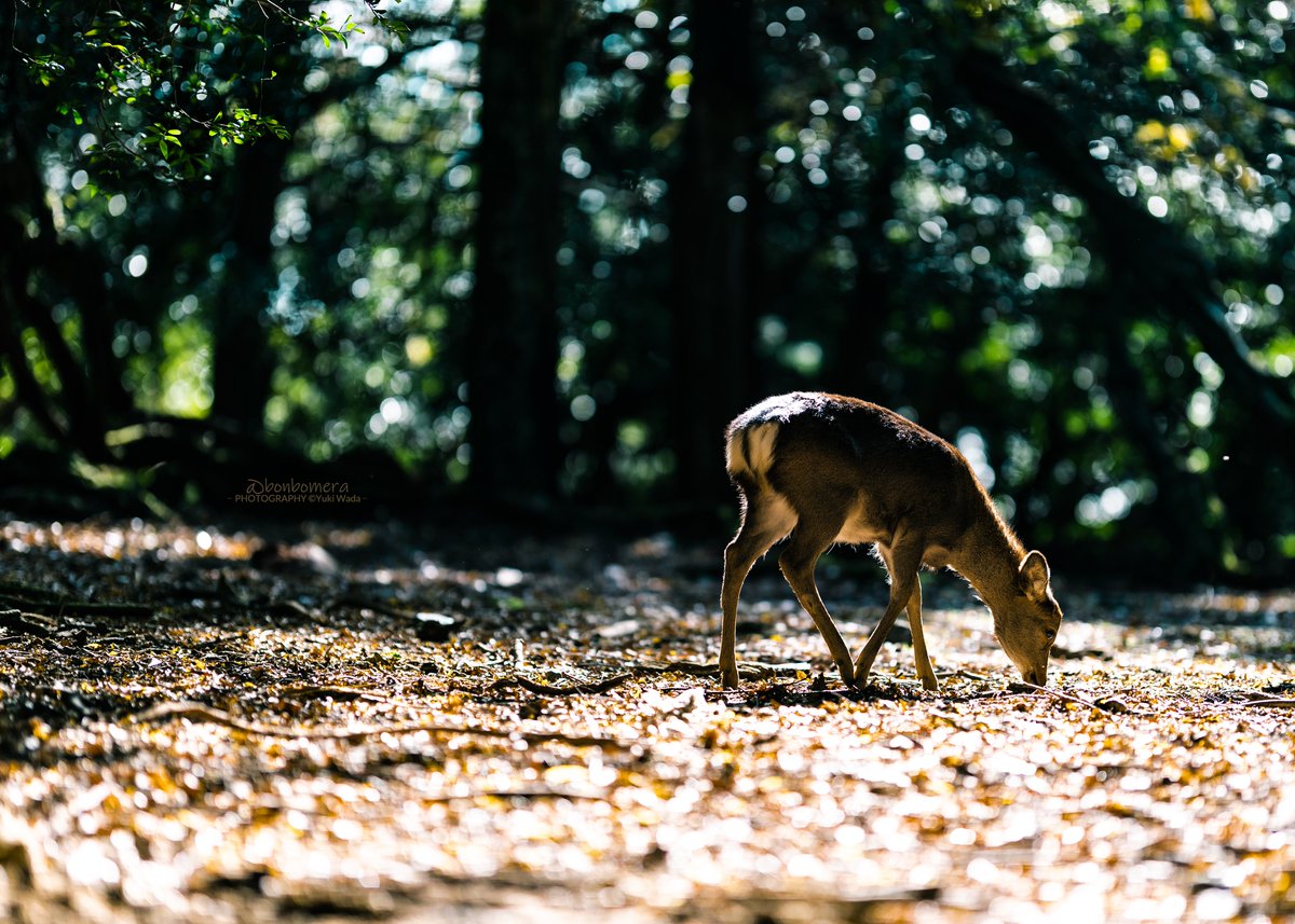 2019.11.30 奈良公園 鹿活 Part_7

モデル：鹿さん

#写真好きな人と繋がりたい
#キリトリセカイ 
#ファインダー越しの私の世界
#カメラ好きな人と繋がりたい
#photography 
#奈良公園
#鹿 #子鹿 #シカ