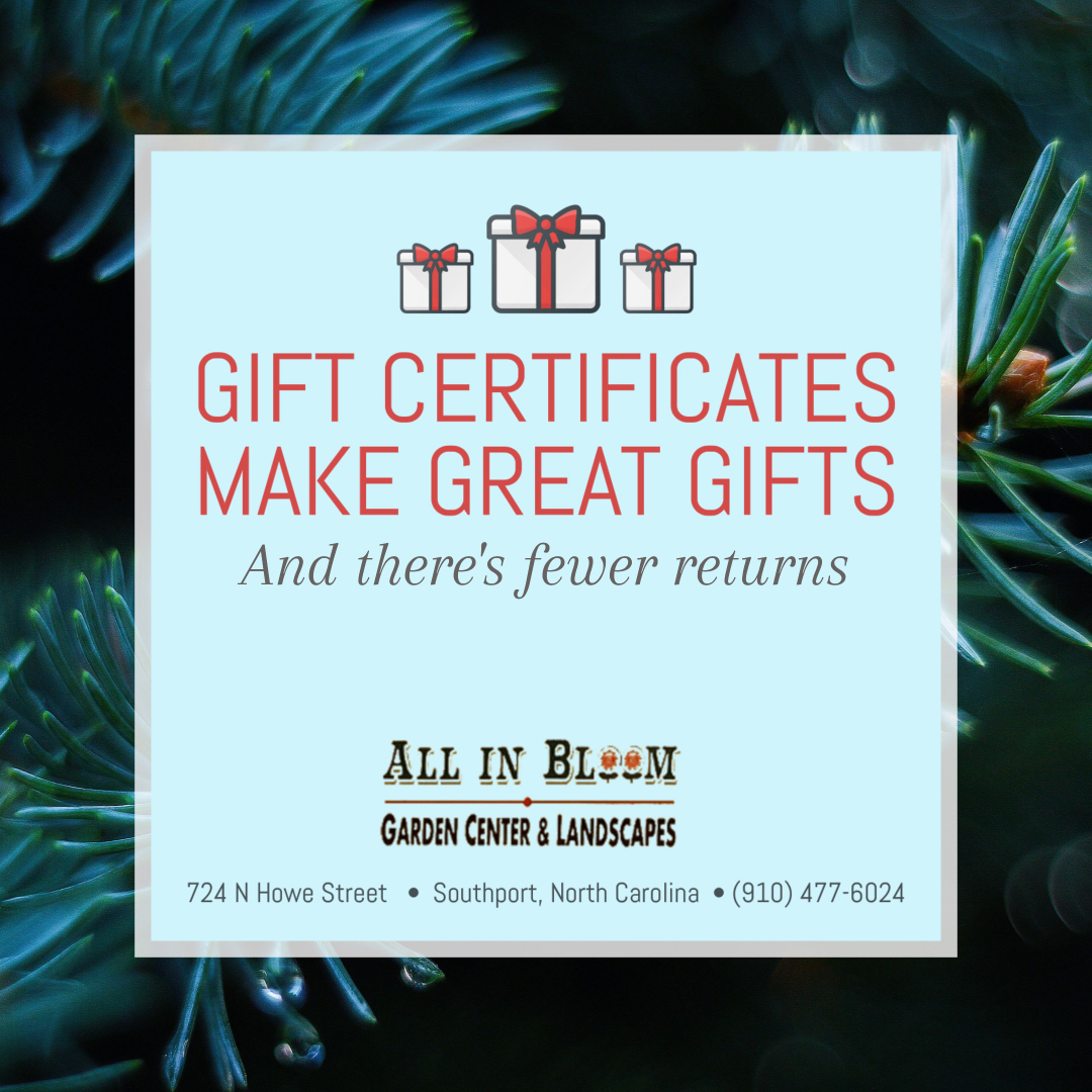 Gift Certificates are always a good idea - Let them get what they want!! 🎄🎁

#giftgivingmadeeasy #giftcertificates #shoppingtips #allinbloomsouthport #thegiftofcash #shoplocal #christmasgifts #southportnc #brunswickbeachesnc #allinbloomsouthport