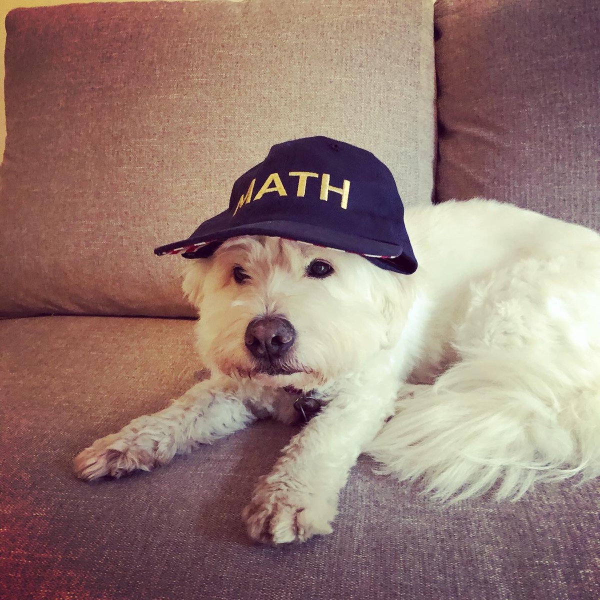 SnowyandSkye's tweet image. Life is better with MATH hats, even Snowy agrees 👍🏻🧢 #TimeForYang #mathhats #lifeisbetterwithmathhats #MATH