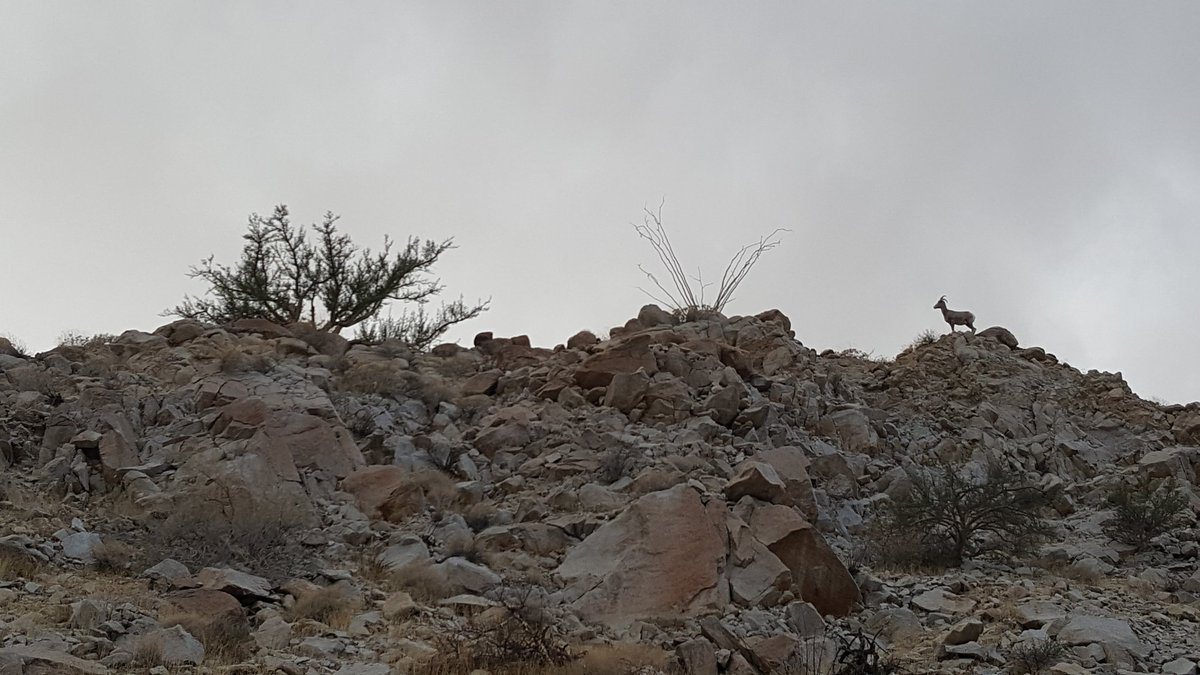 griz1's tweet image. What a treat hiking #ToroteCanyon last week... #ElephantTree AND #DesertBighorn on the skyline! @AnzaBorregoPark @CalDesertLands @CalDesert @arborday @NWF @VisitCA @sandiegoparks