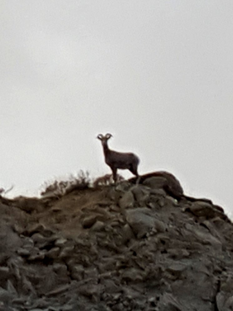 griz1's tweet image. What a treat hiking #ToroteCanyon last week... #ElephantTree AND #DesertBighorn on the skyline! @AnzaBorregoPark @CalDesertLands @CalDesert @arborday @NWF @VisitCA @sandiegoparks