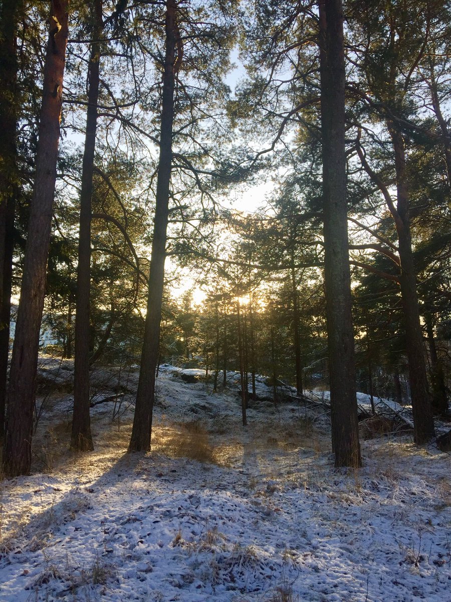 individualinspi's tweet photo. Joulukuun aurinko kutittaa poskia ja suunpieliä. Pikkupakkasessa on hyvä hengittää ja nuuskia metsän talvituoksuja. Hymyä ja hyvää tuulta myös sinulle! #täyttäelämää #puravida https://t.co/JL7lcLVfcy