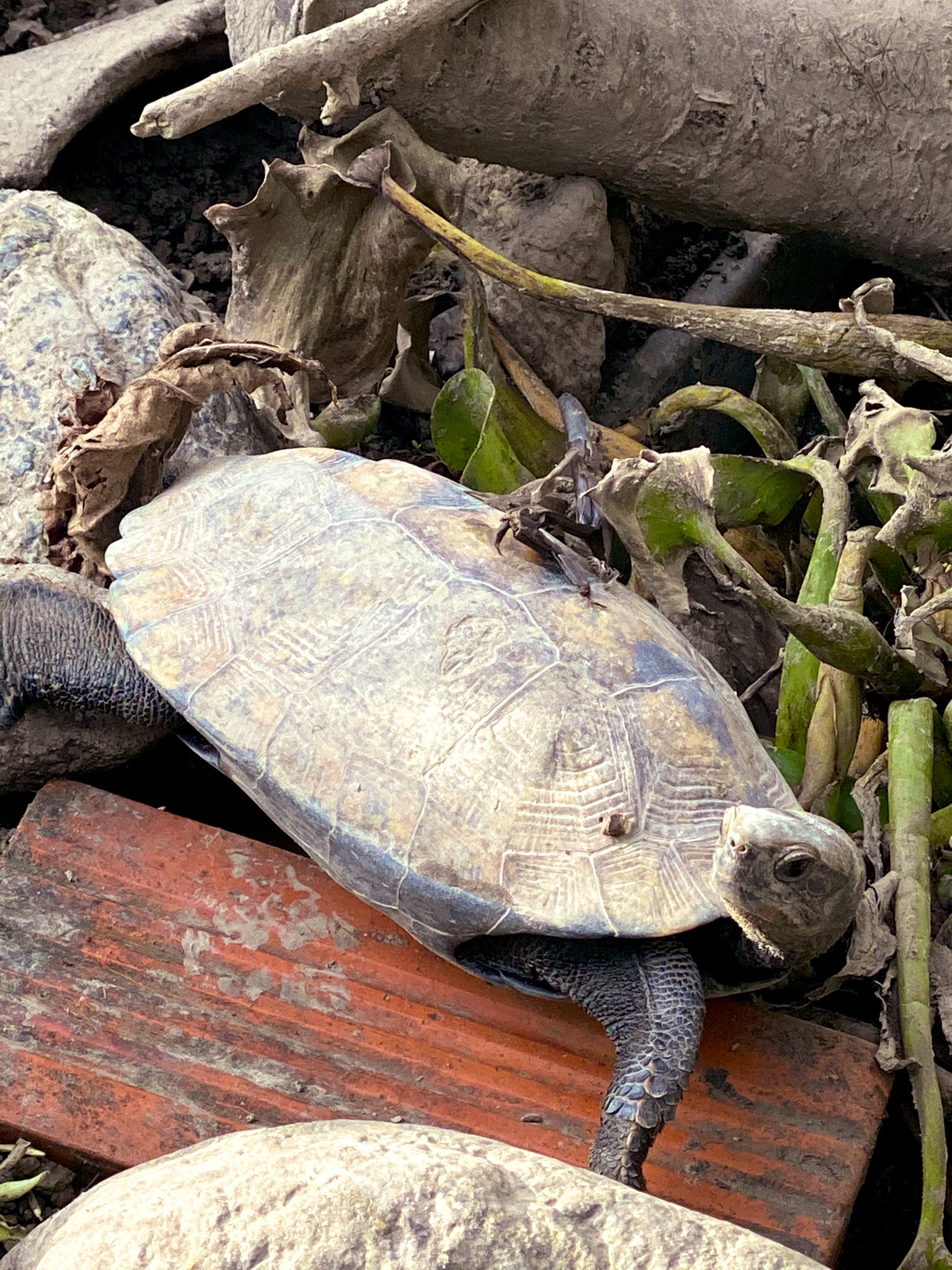 𓆉akky𓆉 今日のイシガメ 不定期 亀のカメラ目線 はよ冬眠しなさい ニホンイシガメ 日本石亀 日本イシガメ イシガメ 亀牧場 亀庭 T Co Btghuxwu6x Twitter