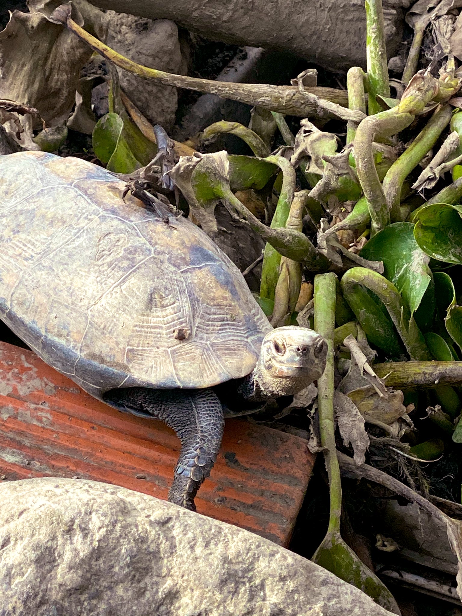 𓆉akky𓆉 今日のイシガメ 不定期 亀のカメラ目線 はよ冬眠しなさい ニホンイシガメ 日本石亀 日本イシガメ イシガメ 亀牧場 亀庭 T Co Btghuxwu6x Twitter