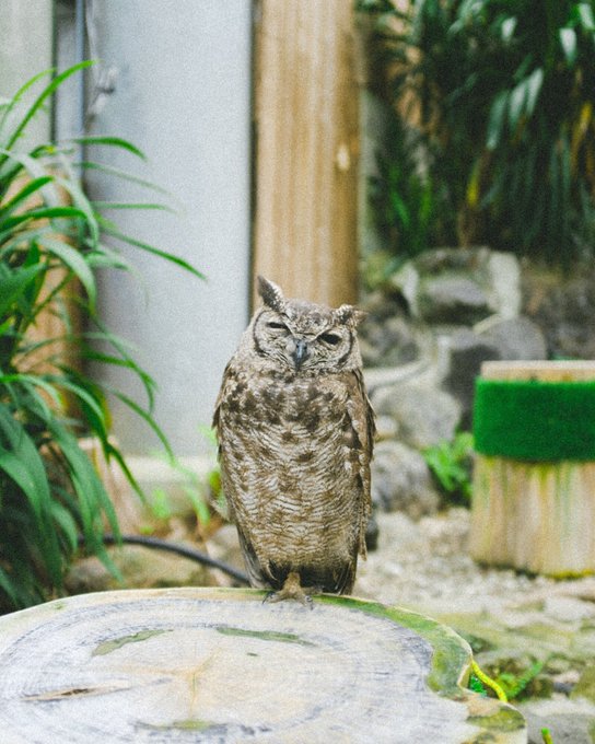 山田涼香さん の最近のツイート 2 Whotwi グラフィカルtwitter分析 山田涼香さん の最近のツイート 2 Whotwi グラフィカルtwitter分析