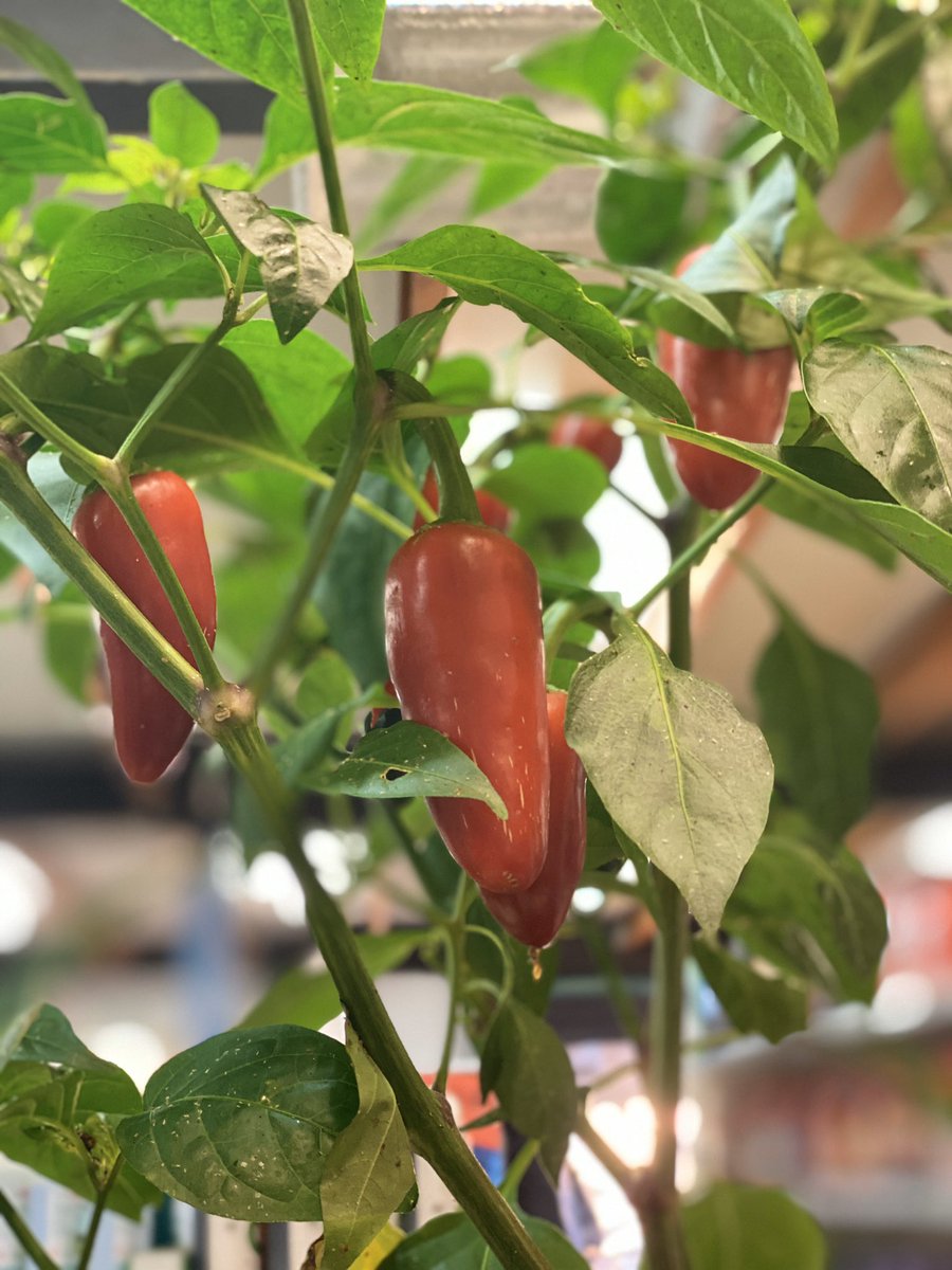 GHEdirect's tweet photo. If you’re a little chilly, why not come down and pick a Habanero chilli 🌶?

#qualityadvice #qualityproducts #thydroproducts #ghedirect 
#hydroponics #mastergrower 
#habanerochilli https://t.co/Zm4228Xqif