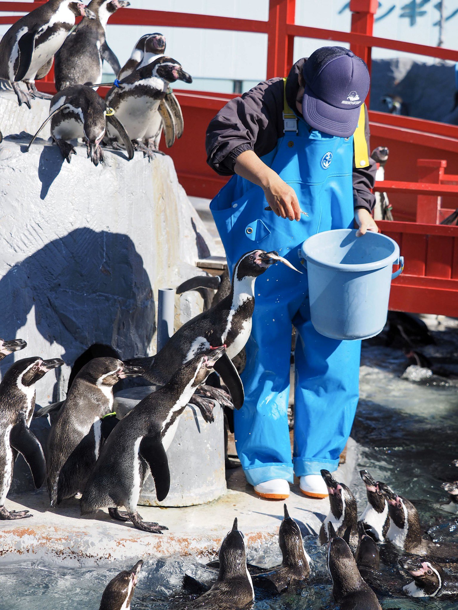 ぺんぎんぽたぽた こびとぺんぎんのペンギン専用 囲まれる飼育員さん フンボルトペンギン Humboldtpenguin ペンギン Penguin 南知多ビーチランド 19 11 21