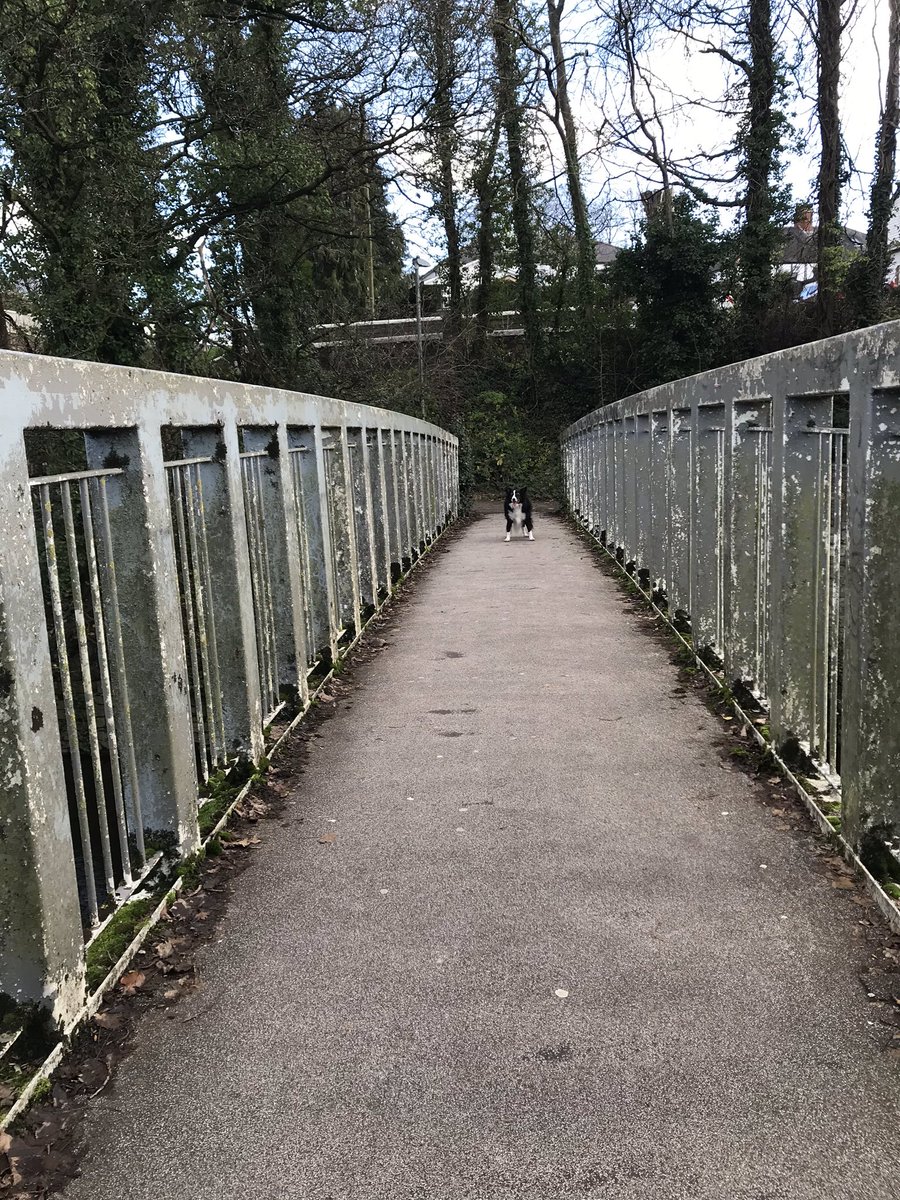 Ruby_thedog's tweet image. It’s taken me 11 years but I have mastered crossing the scary bridge! Have that!