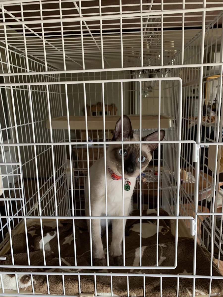 ZEP400kai's tweet photo. 最近迎え入れた猫が可愛い🐈 https://t.co/BUx9SrpTFL