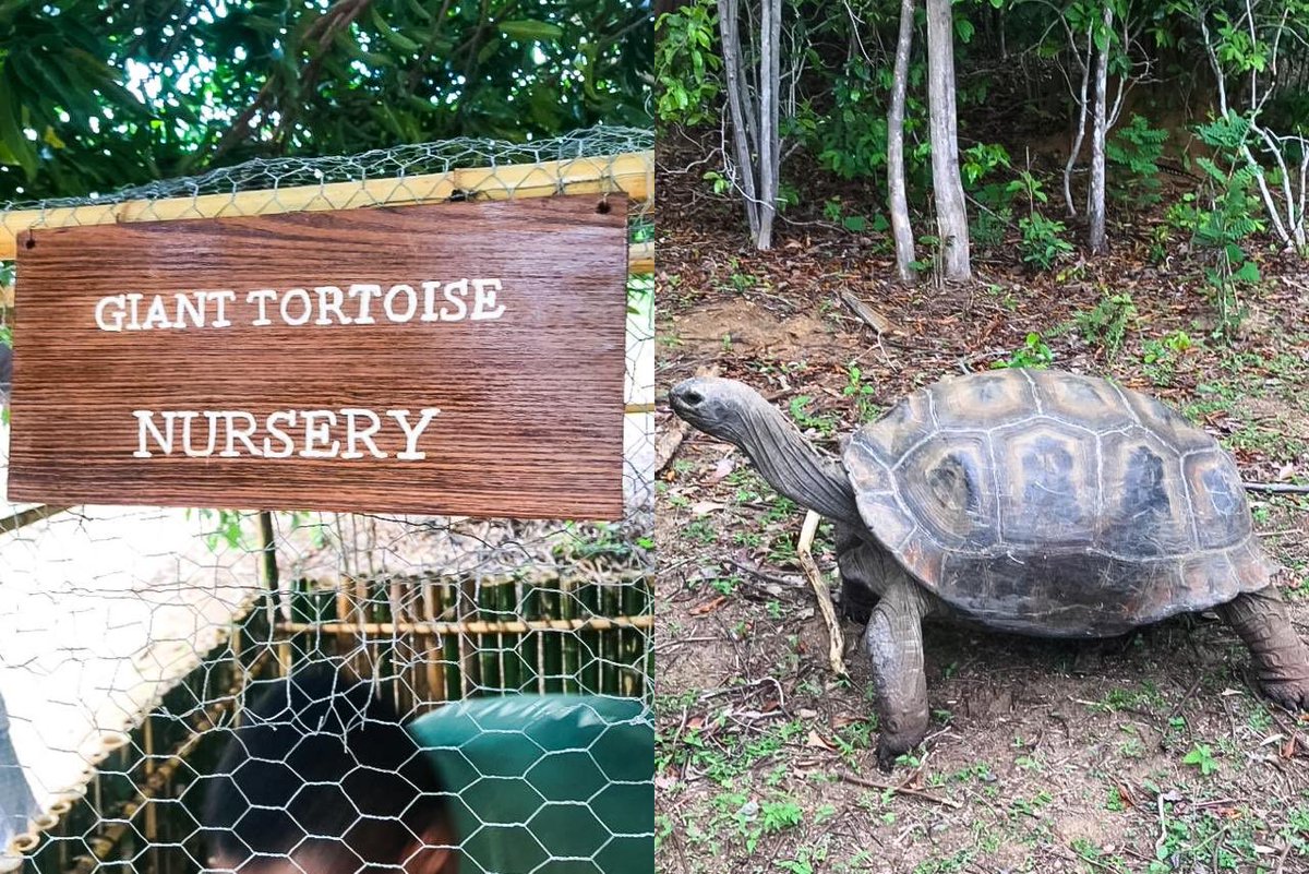 MialyRajoelina's tweet photo. Pour la première fois depuis 500 ans, les tortues géantes se reproduisent à #Madagascar. 
Tongasoa aux nouveaux-nés, bienvenue sur la Grande Ile, sanctuaire de la biodiversité ! 🇲🇬🐢 https://t.co/PhToSPKdzN