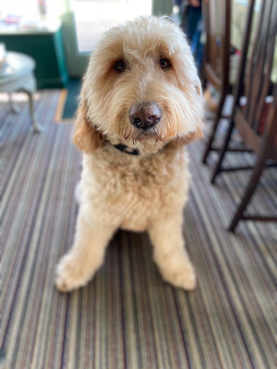 TeaSetDogs's tweet image. George the golden doodle visited us in @TheTeaSetCafe Broadway today. Isn’t he just too much?!