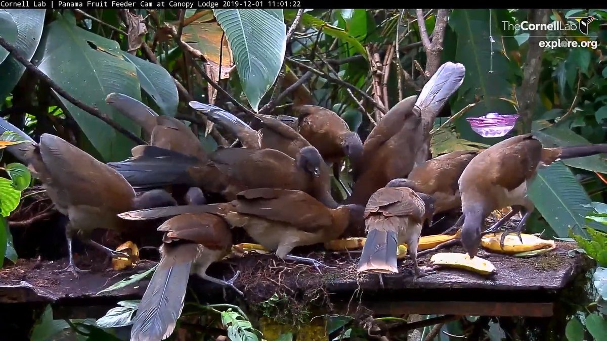 Birdcams Cornell Lab Bird Cams On Twitter