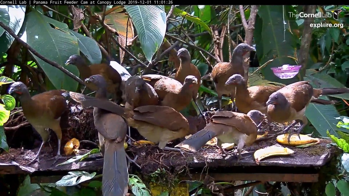Birdcams Cornell Lab Bird Cams On Twitter