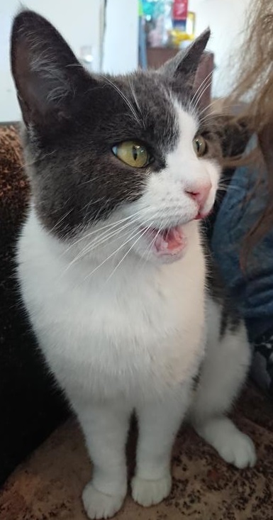 BorderOrkney's tweet photo. My new friend Min.

FACT: All Borders love cats (or local equivalent where not available or common!)

Mo charaid ùr Min.

FIRINN: Tha gaol aig a h-uile Crìochan air cait (no a leithid ionadail far nach eil iad rim faighinn no cumanta!)

https://t.co/zXPjvwj1J6 https://t.co/F48mkyrxH3
