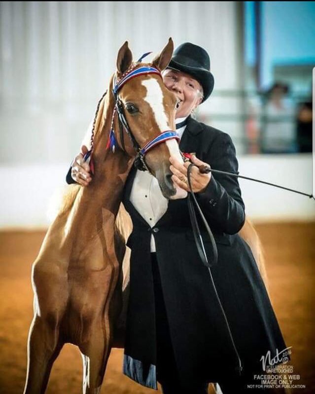 Walking Horse Source tweet media