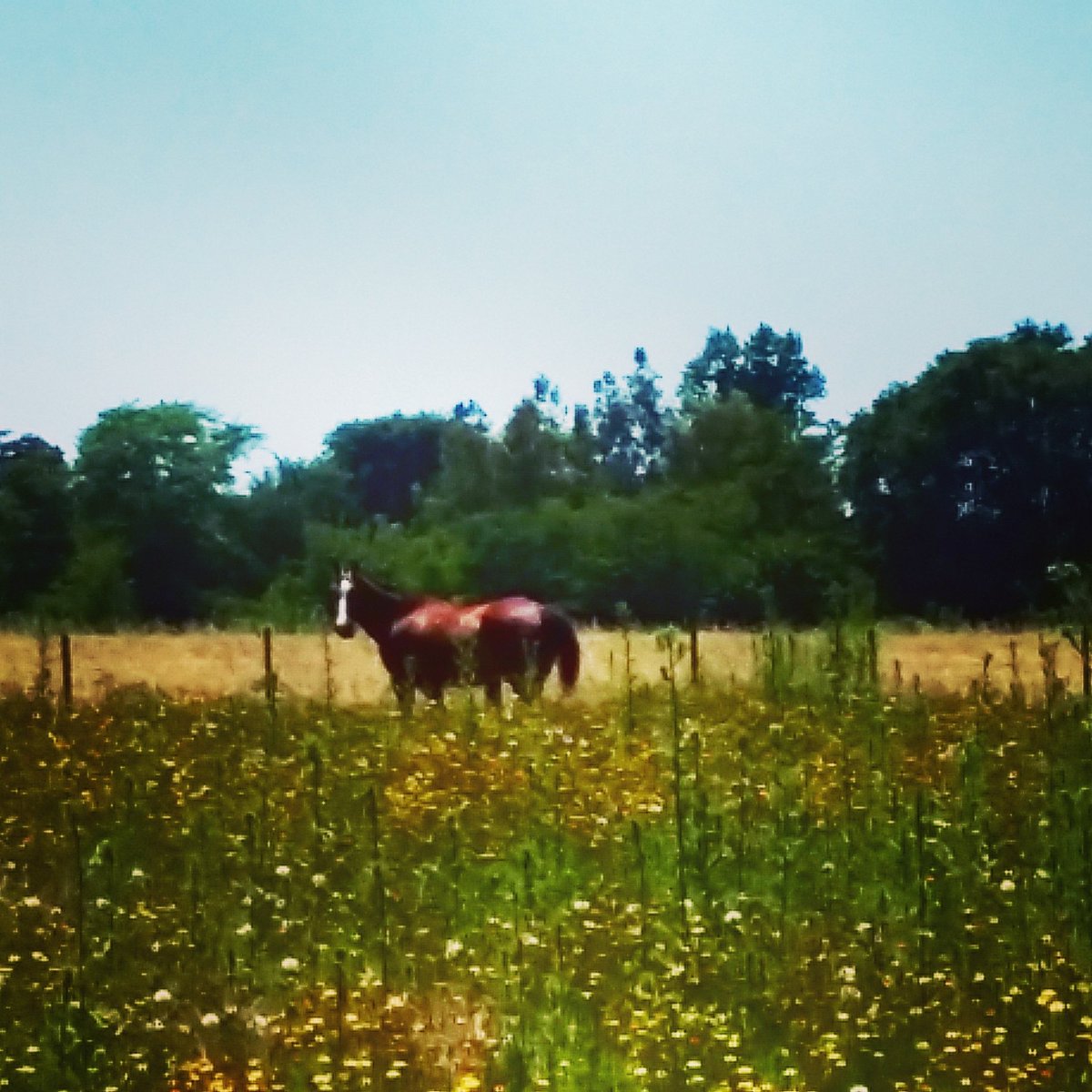 TRossi1's tweet photo. Wild 🐴 https://t.co/88y3W8WDUX