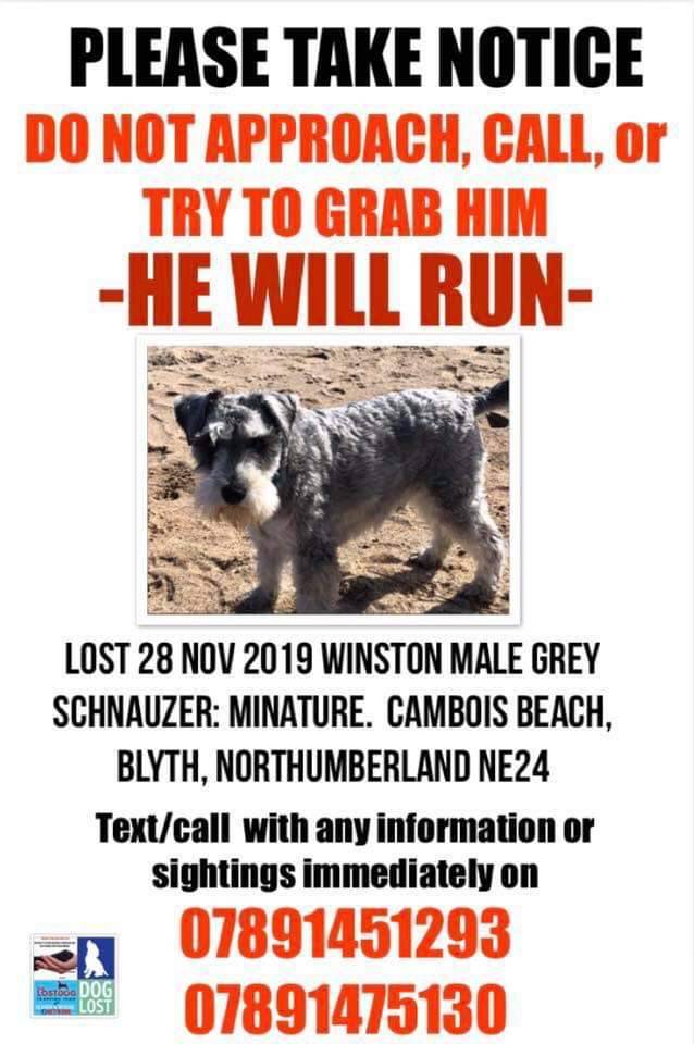 There is a dog missing from #Bedlington at Cambois beach. He is a grey #minatureschnauzer neutered male. He answers to the name of Winston. He went missing on Thursday with no sightings since then. Please share and keep and eye out for him #FindWinston #CommunityPolicing #Dog