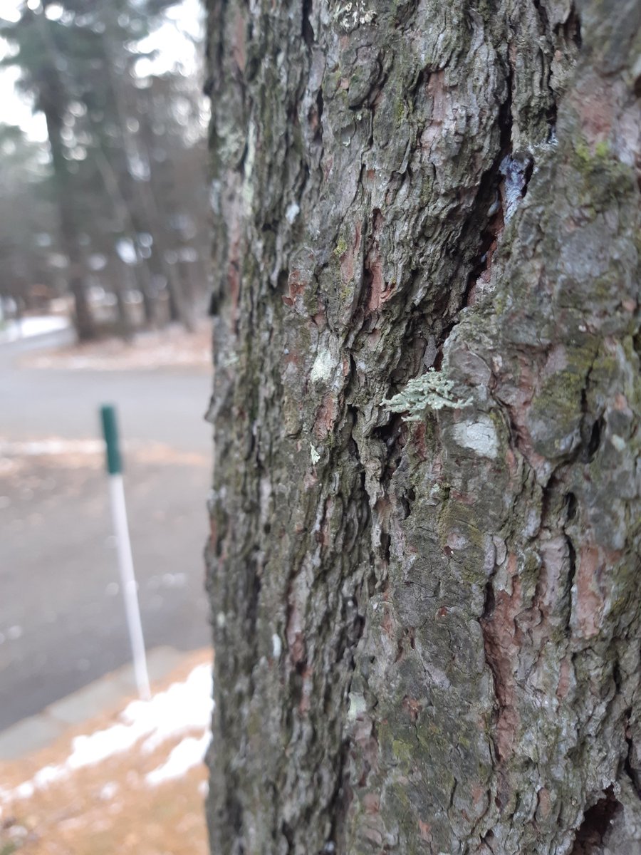 KaiserCanada's tweet photo. Tree https://t.co/Czq6kj2sxd