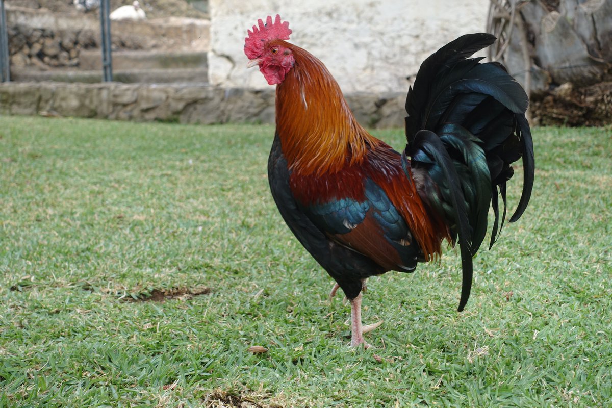 DaviShaughnessy's tweet image. Word for today #chuntering Words for every day #ChickenJohnson