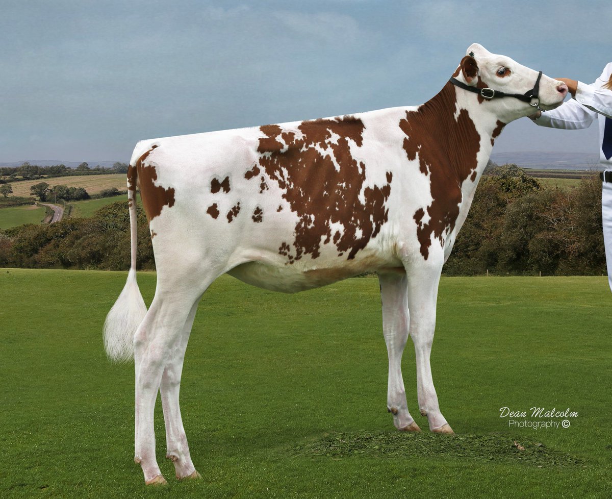 hill010415's tweet photo. Selling in the #BWSALE 2019
From Hydaways Holsteins 
Lot 82 Hydaways Dice Raquel 
Fancy April show calf for next year 
2nd April calf, Reserve Champion Red &amp; White calf &amp; Hon Mention Overall calf Staffs Calf Show 2019
10 generations of Vg/Ex in the pedigree 
#toogoodtohydaway https://t.co/hJwjabuXv3