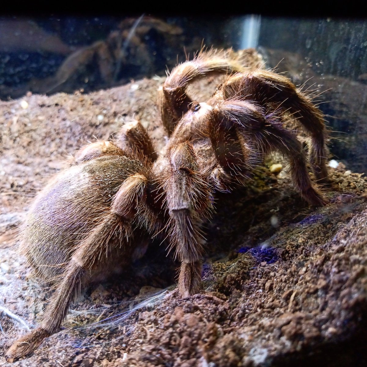 Dallas, my Grammostola quirogai, with her thick booty after a big meal.

#petrock #petspider #spider #arachnid #tarantula #grammostola #grammostolaquirogai #quirogai #gquiogai #fuzzybutt #thickbooty