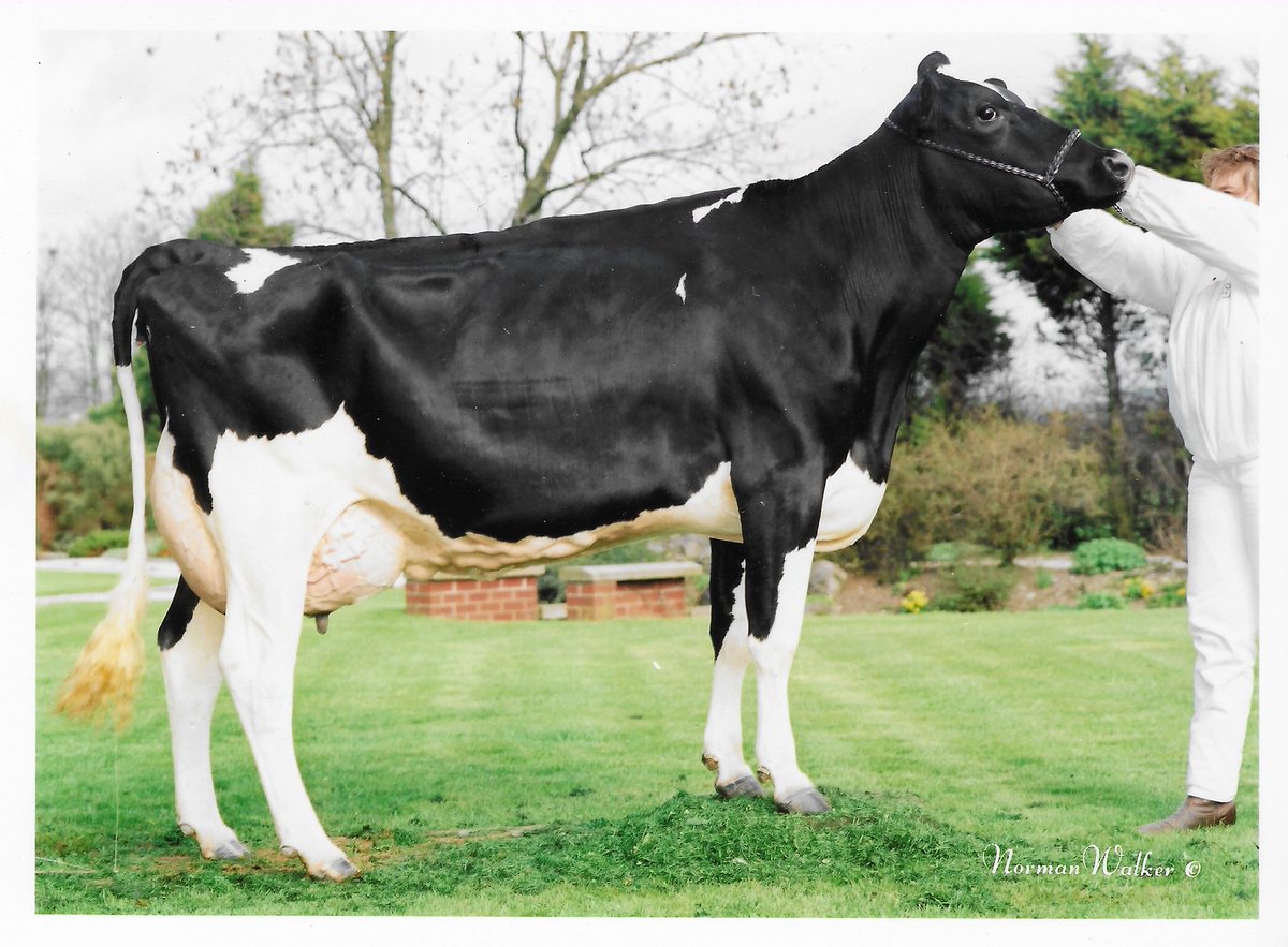 hill010415's tweet photo. Selling in the #BWSALE 2019
From Hydaways Holsteins
Lot 54 Hydaways Fontaine Koral
From 11 generations of Vg/Ex 
Dam Hydaways Fever Koral Ex94 3rd lactation 11444kg, 4.25%Fat and 3.1%Protein
Pictured are Hydaways Mtoto Koral Ex93 and Crichel Nick Koral Ex93
#toogoodtohydaway https://t.co/qHc7kZNHRF