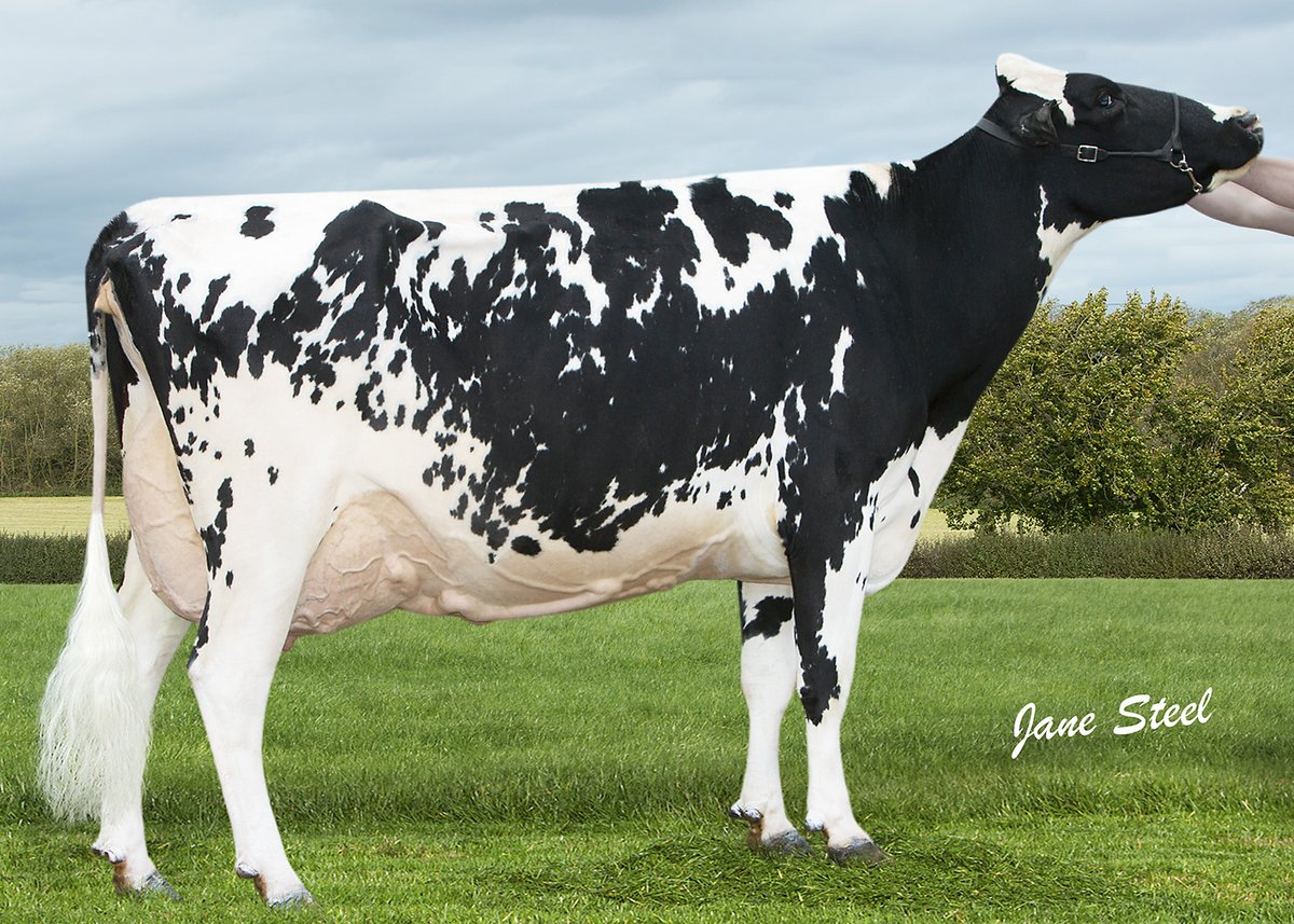 hill010415's tweet photo. Selling in the #BWSALE 2019 
Lot 38 Hydaways MAF Pamela
The first opportunity to purchase a calf from the Hydaways Pamela family at auction for over a decade
Pictured are family members Talented Pamela Ex92, Lauthority Pamela Ex96 and Inspiration Pamela Ex95
#toogoodtohydaway https://t.co/2bXSvtUqDQ