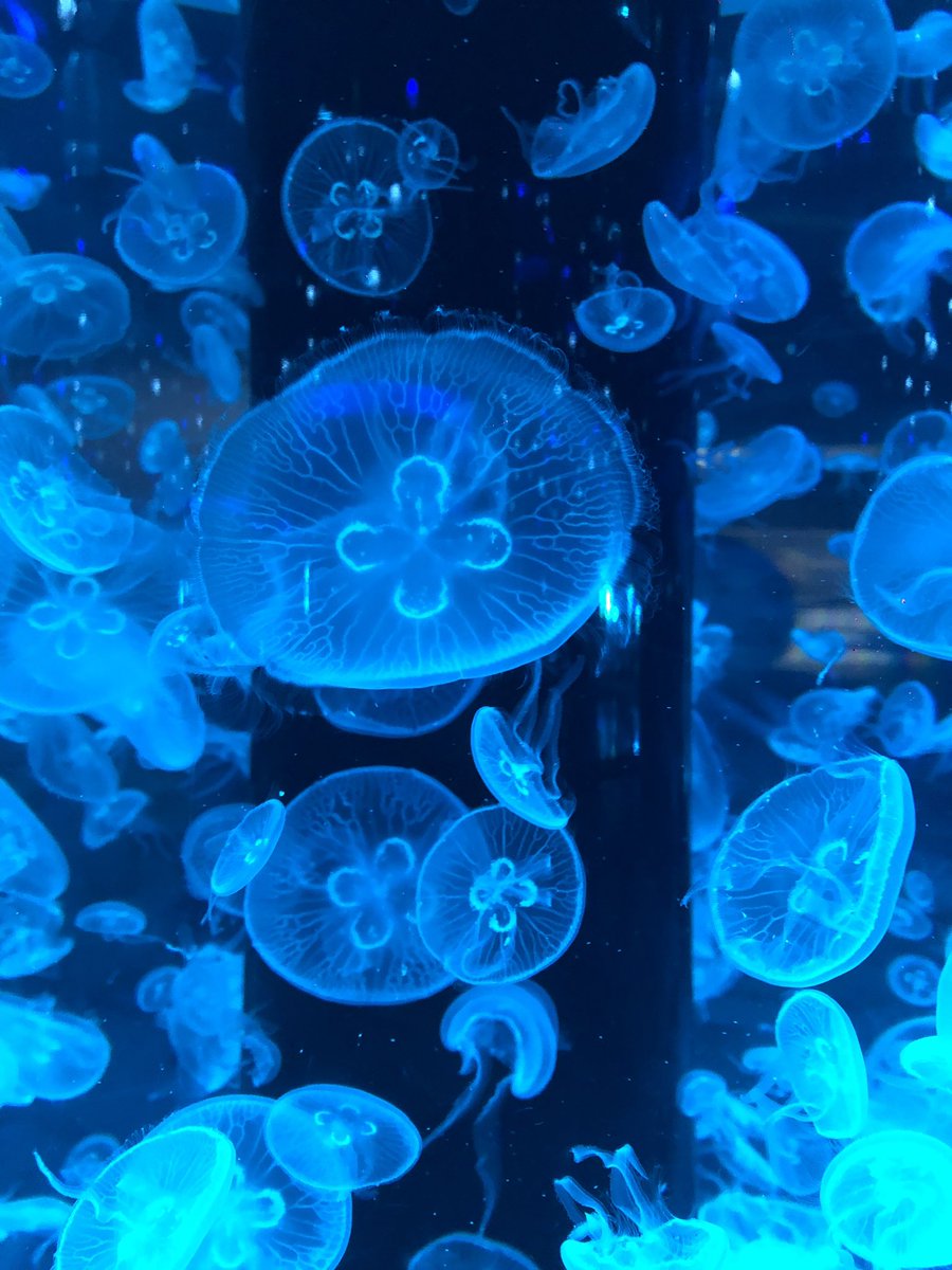 クラゲになりたい Twitter Search Twitter クラゲになりたい Twitter Search Twitter