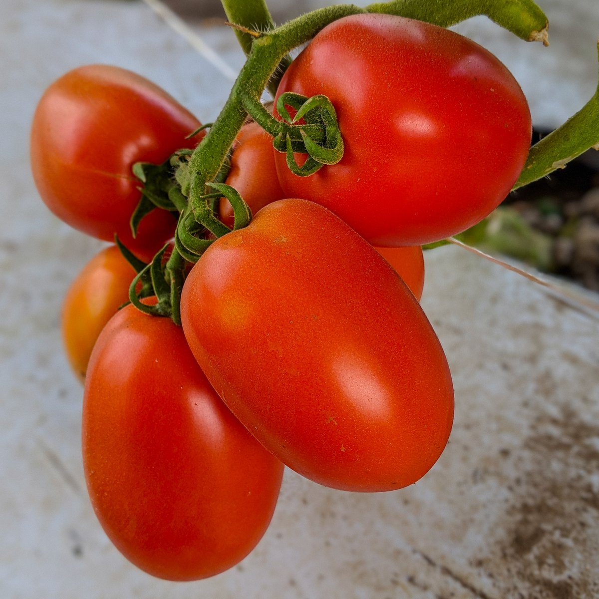 Fitleaf1's tweet photo. Did you know that the state of #Ohio , has labeled tomato juice as the state drink and #tomato as the state #fruit ? 🍅🌱💭  #MakeaLeaference ⁠ https://t.co/0wdAIvX6YQ