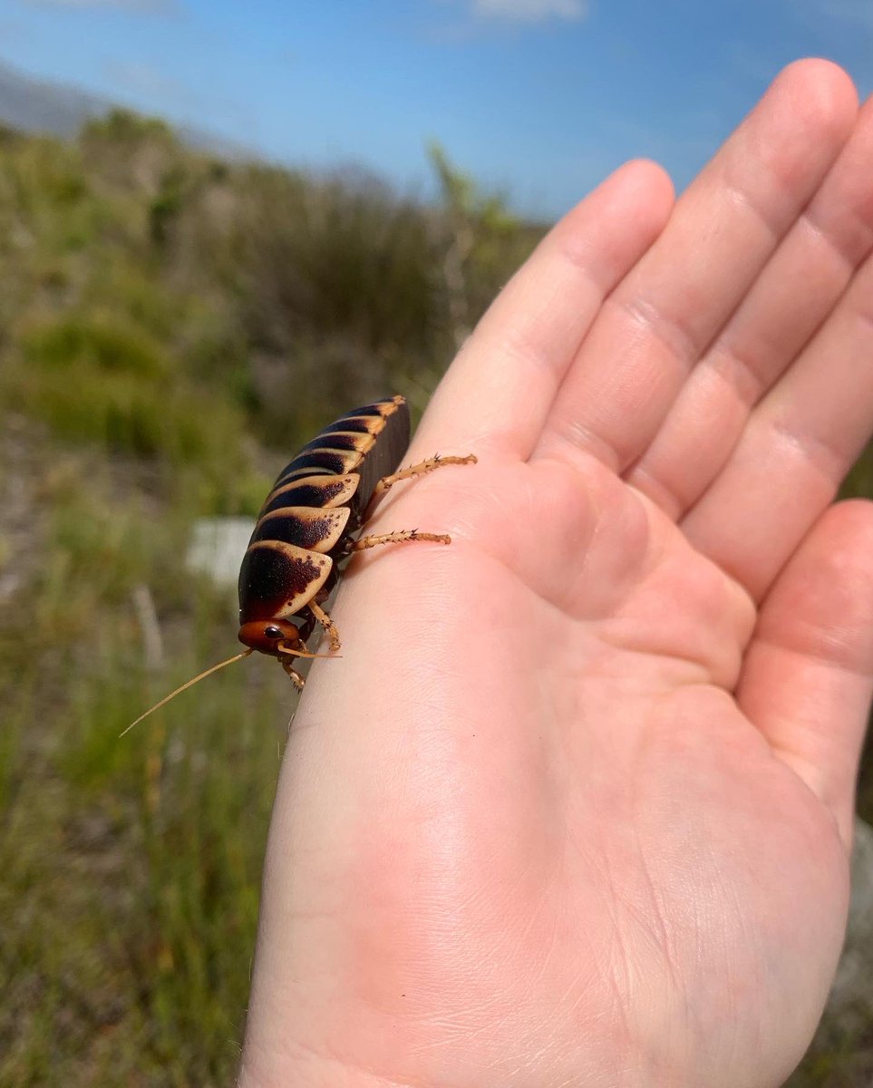 Cockroaches are cute!!
#cockroach #cockroachesarecute #entomology #southafricaninsects #southafricanwildlife #womenoutdoors #womeninstem