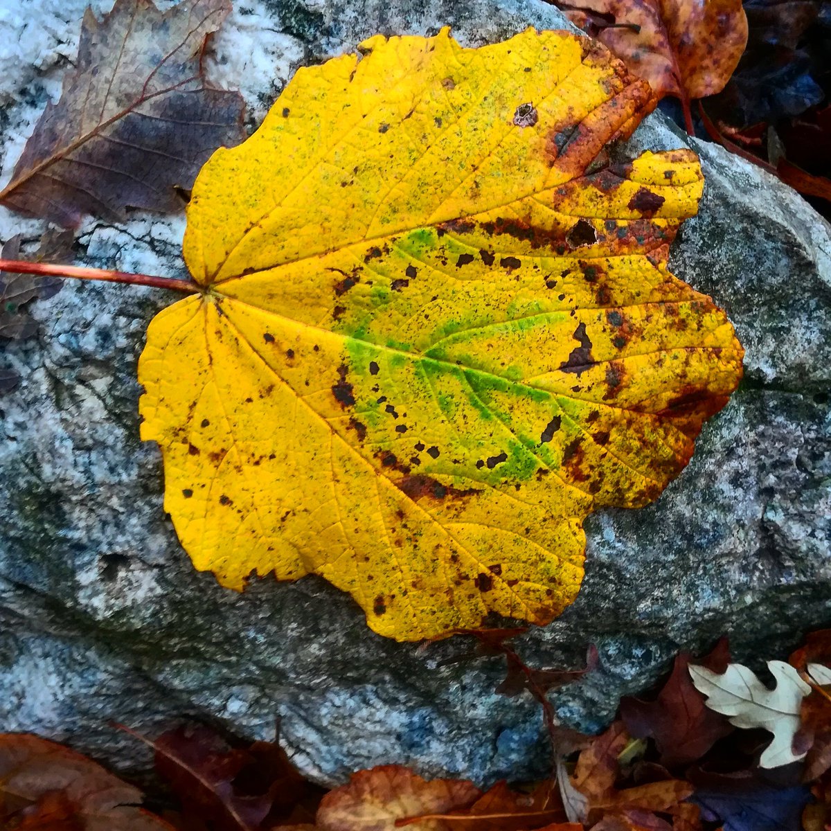 Strani cerchi sulle foglie 😱😱😱
#naturaavventura #escursione #escursionismo #hiking #trekking #natura #avventura #passeggiata #wilderness #wild #nature #autunno #autumn #colori #foliage #foglie #foglieautunnali #strangethings #lazio #monteflavio