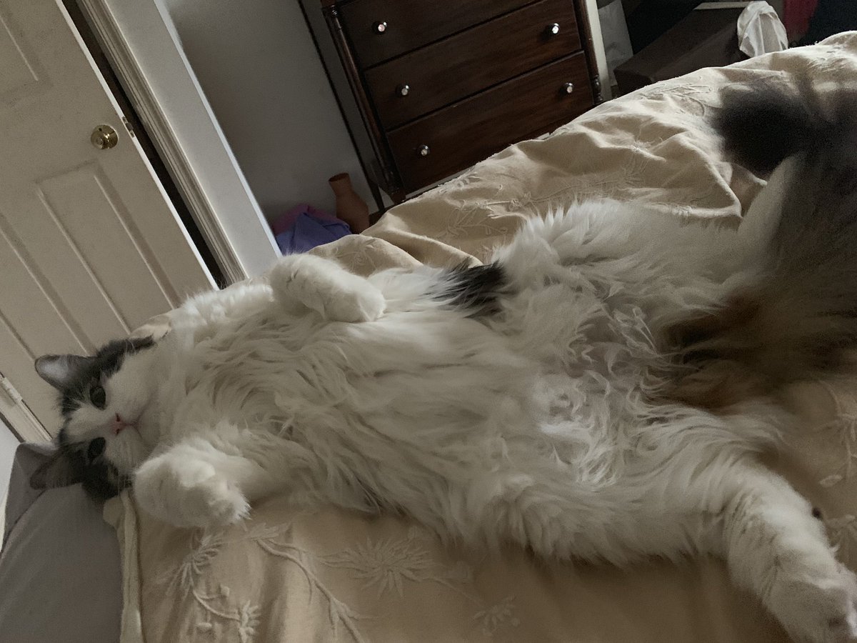 TheRealJaxCat's tweet photo. Post holiday mood https://t.co/kY7m7SEBv1