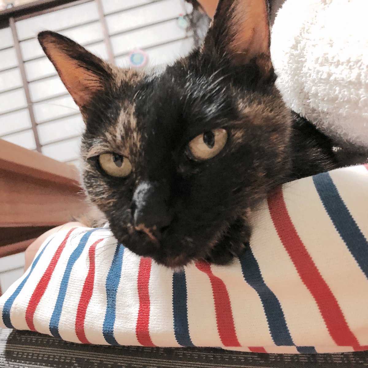 kiisa28_o's tweet photo. 首置きたがり、後頭部

#猫
#ねこ好きさんと繋がりたい https://t.co/95SP6XxbfU