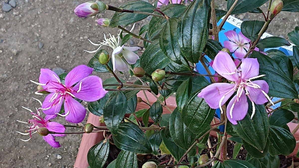 Satochan ノボタン リトルエンジェル 半耐寒性常緑低下 10 12月 咲き始めは紫で 中心部に白いぼかしが入り 咲き進むにつれて 薄桃から 濃桃色に変化します 雄しべも花色が白から 赤く変化します 可愛いらしいノボタンが だんだん色んな色に変化