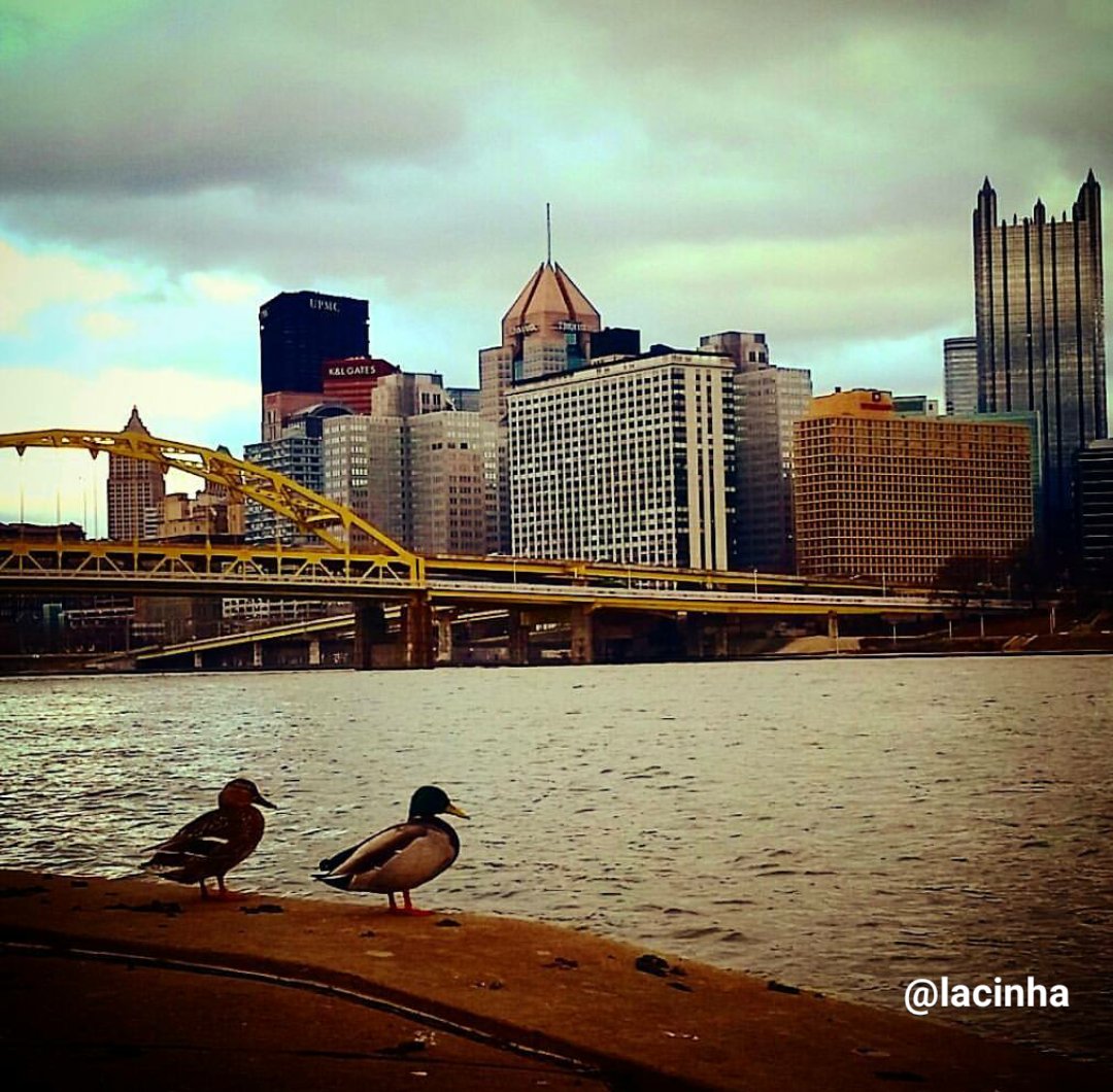 Lacinha's tweet photo. The Duck has arrived. Nice job, Hodges. #Pittsburgh  #Steelers #Quack https://t.co/Z8sIycwa5O