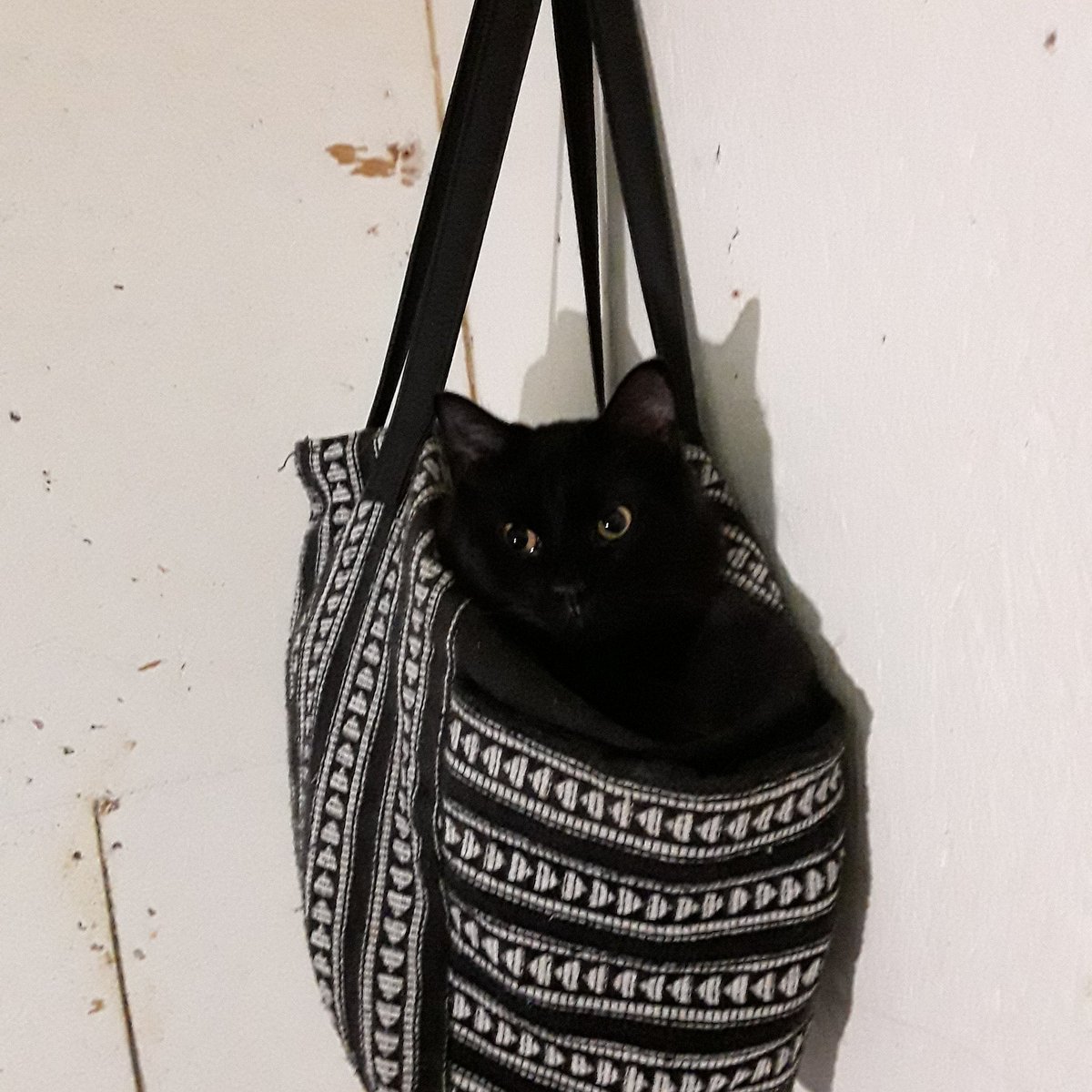 selenityjade's tweet photo. Peabody, Wonder Cat, in his favorite spot!
#barncatlady #fostercat #cats #fostercats #fosterkitties #fostercatsofinstagram #panfur #housepanther #floofsofinstagram #blackcats #blackcatsrule #floofy #blackfloof https://t.co/CUeMcw3T0v