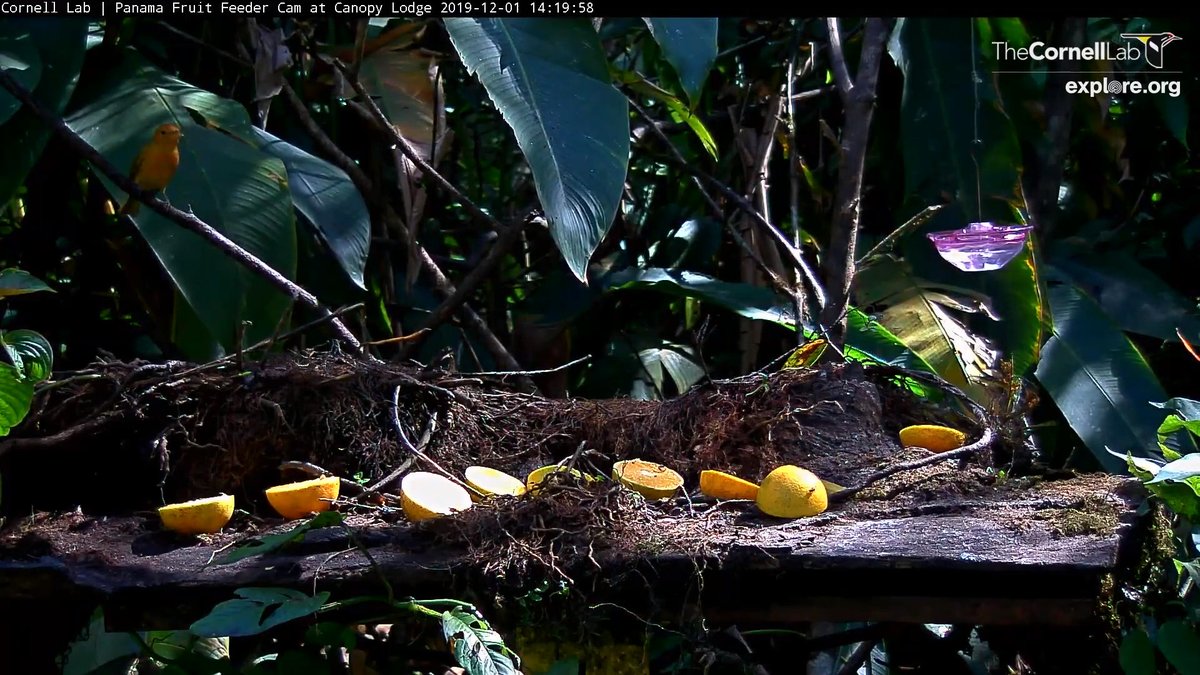 Birdcams Cornell Lab Bird Cams On Twitter