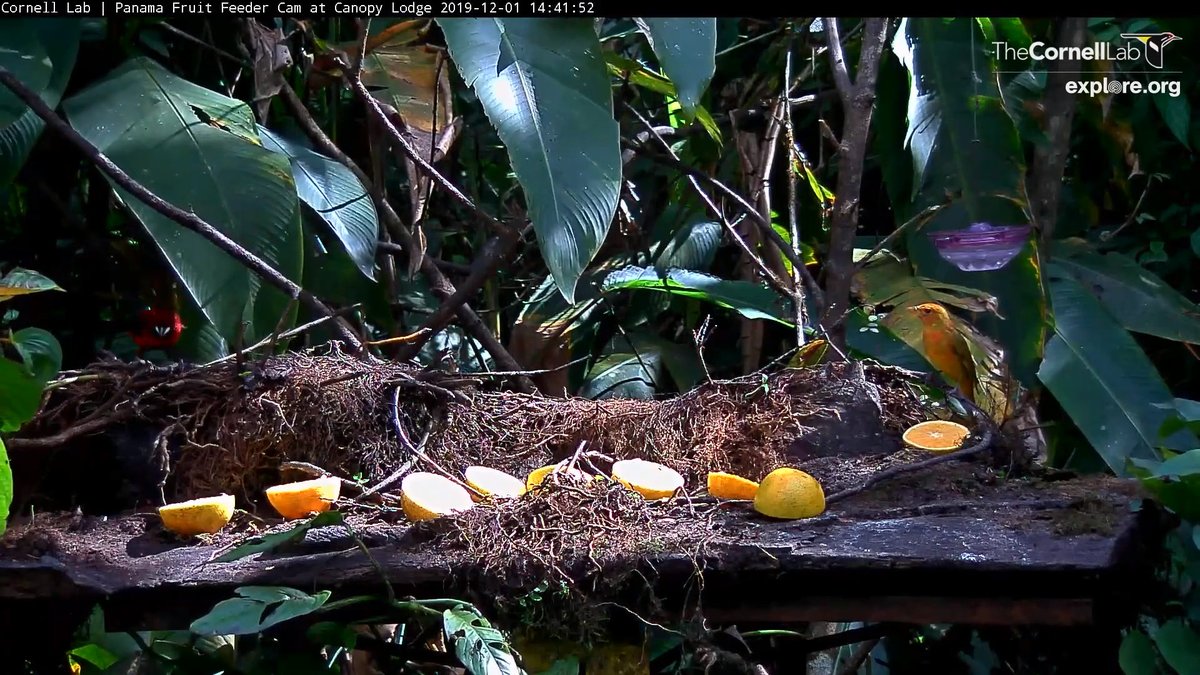 Birdcams Cornell Lab Bird Cams On Twitter