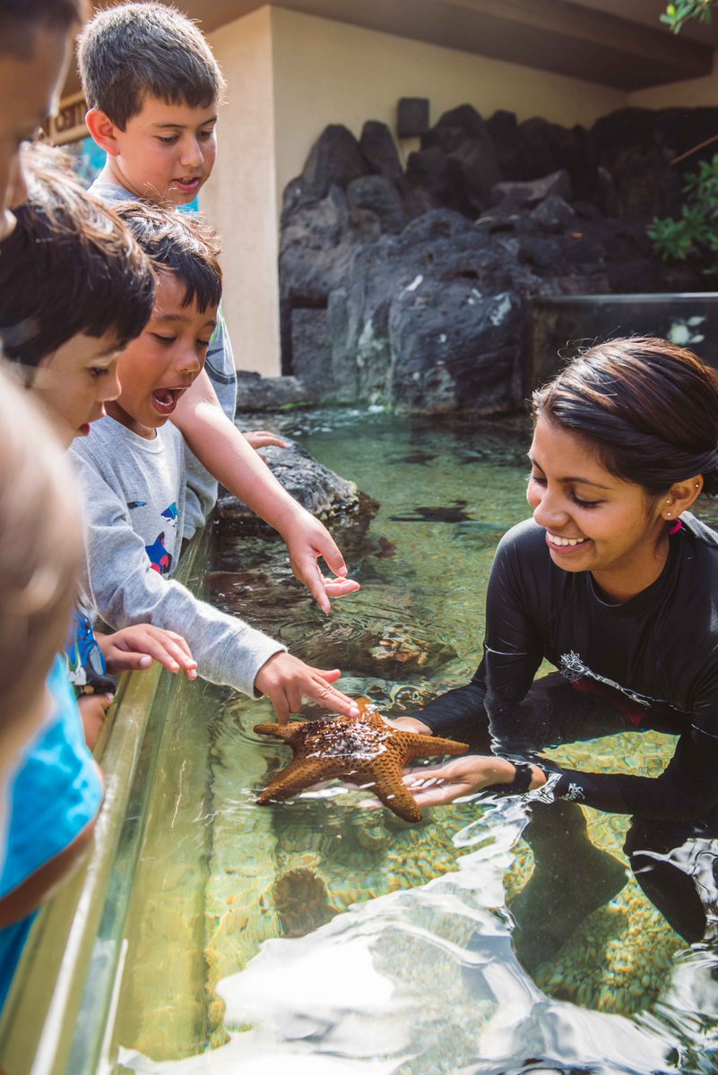 MauiOceanCenter's tweet photo. Explore Hawaii's vibrant marine life through the eyes of those who love and care for it. #gobehindthescenes #behindthescenestour #sharethewonder #mauioceancenter https://t.co/uDBiYs6Xxw