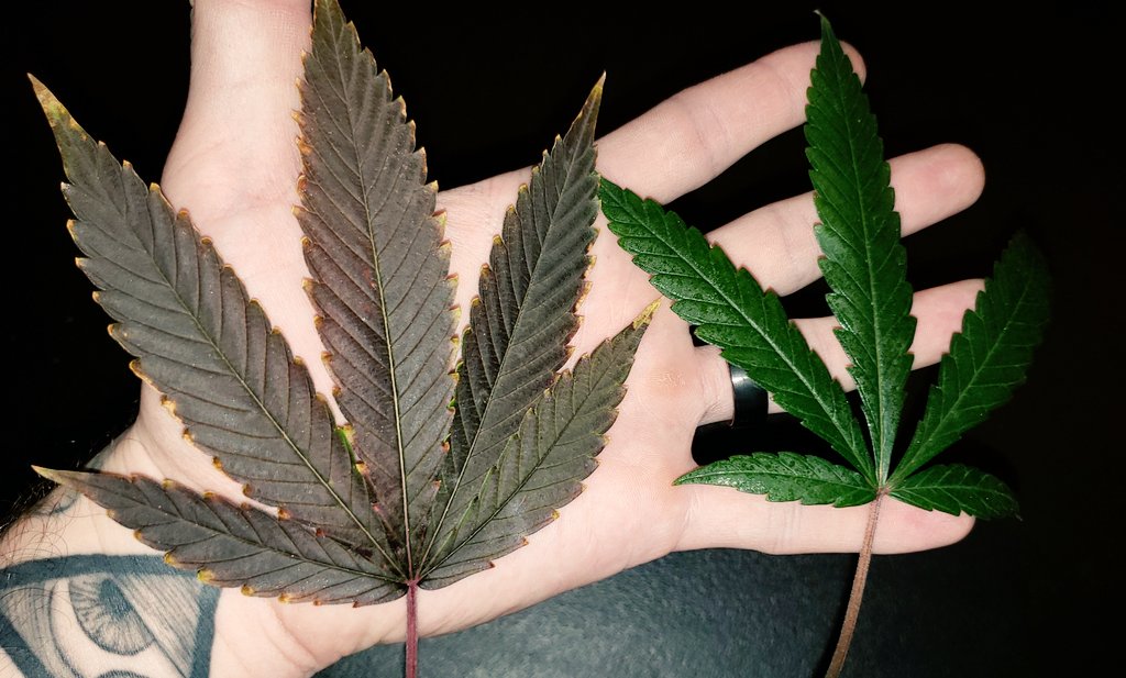 _NativeGround_'s tweet photo. Grandaddy Purp leaf (vs.) Fruity Pebbles leaf #GrandaddyPurple #FruityPebbles #weed #weedporndaily #sativavsindica #sativa #NativeGroundGrowCo #Cannabis #medicalmarijuana #legalizemarijuana #Marijuana #marijuanagrowers #hydroponics https://t.co/mIllocrPFG