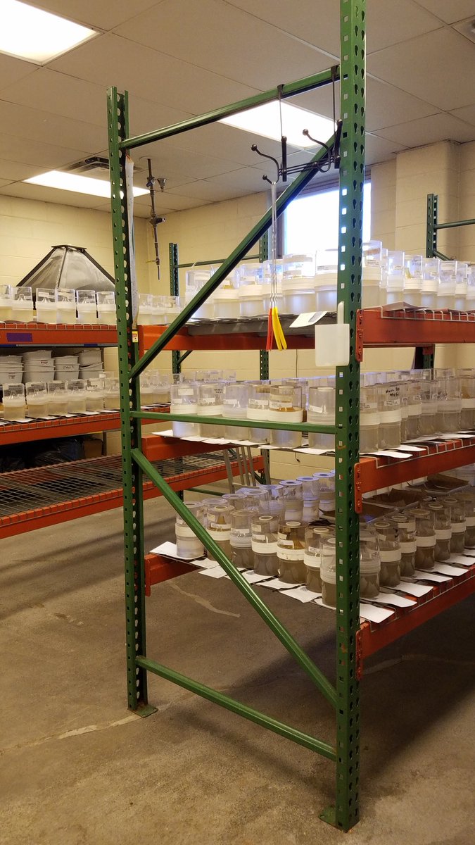 DrVectorBio's tweet photo. Quick Thanksgiving post to show yall our mosquito babies!! These eggs were collected by our #megabitess team &amp; the eggs are quickly hatching &amp; growing up so fast 😥. Pictured is the rearing room, some larvae &amp; pupae, &amp; 1st adult!! #aedes  #citizenscience #community #surveillance https://t.co/XI9b7PJQaO