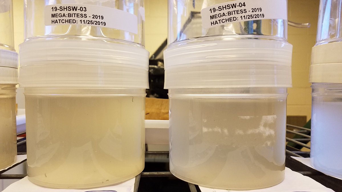 DrVectorBio's tweet photo. Quick Thanksgiving post to show yall our mosquito babies!! These eggs were collected by our #megabitess team &amp; the eggs are quickly hatching &amp; growing up so fast 😥. Pictured is the rearing room, some larvae &amp; pupae, &amp; 1st adult!! #aedes  #citizenscience #community #surveillance https://t.co/XI9b7PJQaO