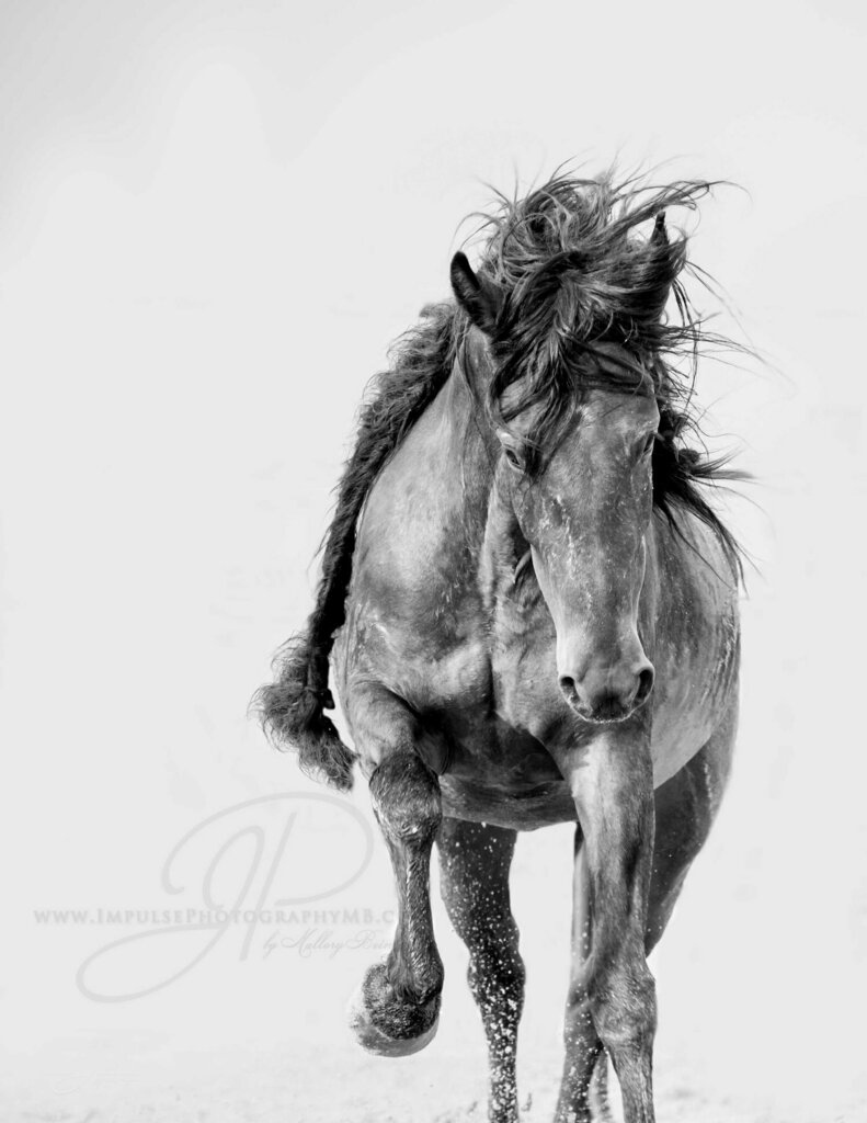 MustangMaddy_'s tweet photo. SHE IS WILD AND IT SHOWS…

Meet Ella.🐴

Mallory with Impulse_Photography spent two weeks this past summer photographing this mare's progress from the holding pen to the halter.  

This magical wrap print is available for purchase.  🎄❄🎄

If you pu… https://t.co/MGUSTXiipE https://t.co/cxjqaKYDdW