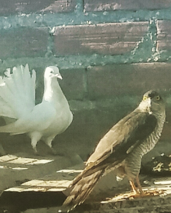 elduque_'s tweet photo. El diccionario dice:
AMISTAD: Afecto personal, puro y desinteresado, ordinariamente recíproco, que nace y se fortalece con el trato.
Entonces...¿Podremos llegar a ser algún día, amigos de un gat@?
Y...¿Un halcón, de una paloma? #30segparapensar https://t.co/42O2JUXNl3