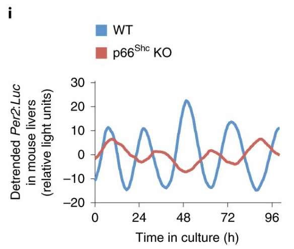 A cool article on CLOCK oxidation to generate circadian rhythm. Diurnal oscillations of endogenous H2O2 sustained by p66Shc regulate circadian clocks nature.com/articles/s4155…