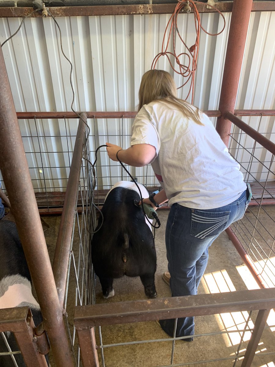 Clip day for the piggies! <a href="/GISD_CTE/">Career & Technical Education</a> <a href="/EastViewHS/">East View HS</a> <a href="/GeorgetownISD/">Georgetown ISD</a>