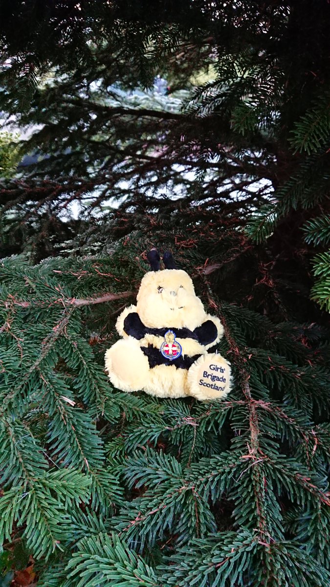 RuthieBee4's tweet photo. You have heard of Elf on the Shelf, here we have Bee in the Tree. https://t.co/bMhVC7ICmA